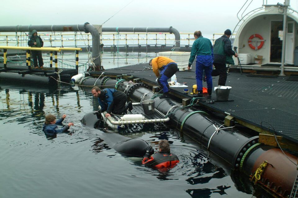 Keiko the Orca's Legacy - The Whale Sanctuary Project | Back to Nature