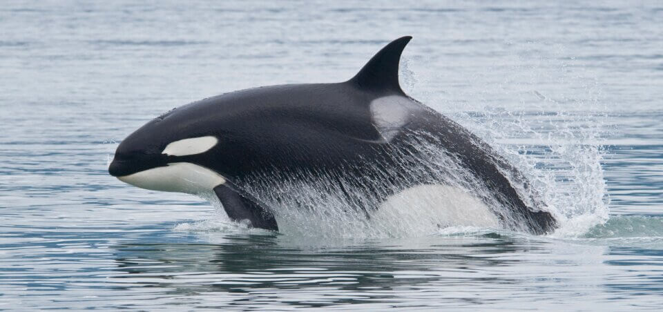 Breaching Orca, Alaska - The Whale Sanctuary Project | Back To Nature