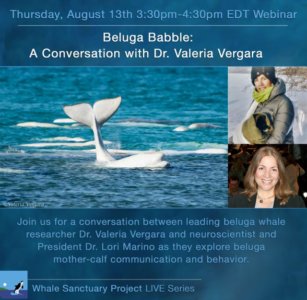 Beluga Babble: A Conversation with Dr. Valeria Vergara - The Whale ...