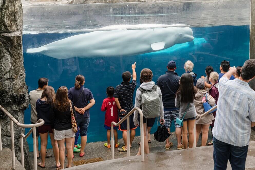Why Captive Cetaceans Have Been Dying - The Whale Sanctuary Project ...