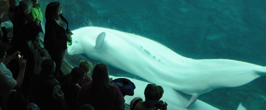 Second Captive-Born Beluga Whale Calf Dies