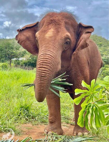 Guillermina the elephant