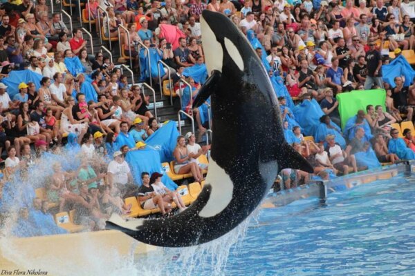 Orca Kohana Dies at Loro Parque Zoo - The Whale Sanctuary Project ...