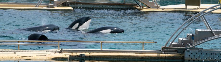 Whale transferred to U.S. aquarium from Marineland dies, no plans