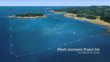 Whale sanctuary site