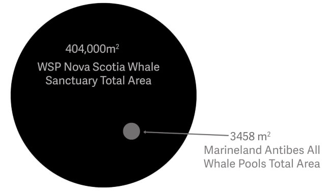 The 100-acre sanctuary space compared to the 0.85-acre space they have at Marineland Antibes.