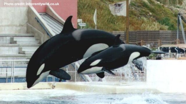 Wikie with Sharkane, who was captured in Icelandic waters in October 1989 and taken to Marineland Antibes, where she died in January 2009 due to bacillus pyocyanique.
