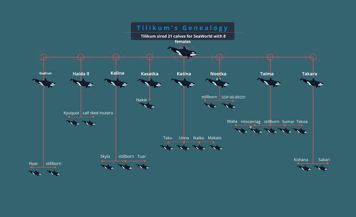 Tilikum: The Whale Who Rebelled