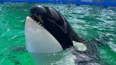 Tokitae The Orca's Legacy - The Whale Sanctuary Project | Back To Nature