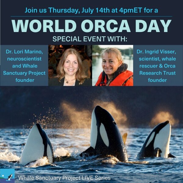 A Special Event For World Orca Day - The Whale Sanctuary Project | Back ...