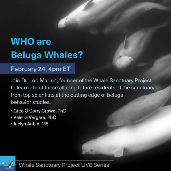 Who Are Beluga Whales? - The Whale Sanctuary Project | Back To Nature