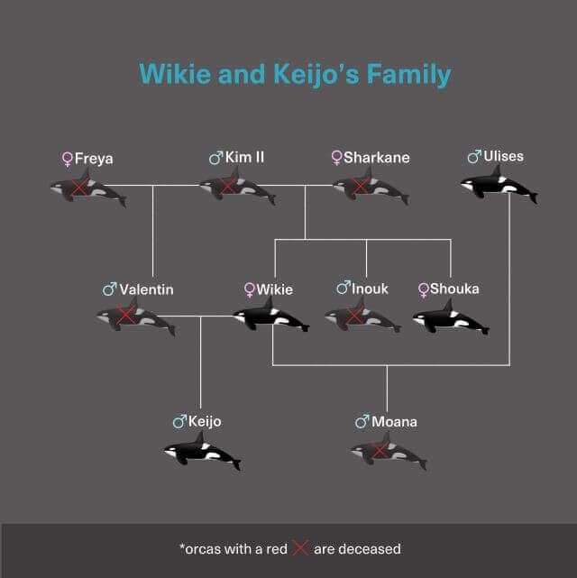 Wikie and Keijo's family tree