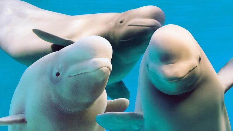 beluga whales eating fish