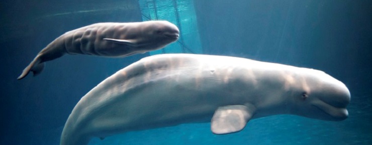 Second Captive-Born Beluga Whale Calf Dies