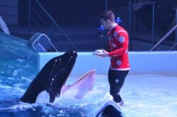 Shedd Aquarium mourns loss of oldest beluga whale 'Mauyak