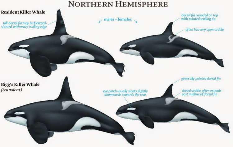 resident and transient orcas        
        <figure class=