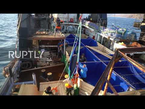 Russia: 19 ‘whale jail’ belugas set free in Sea of Japan