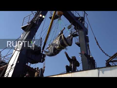 Russia: Operation begins to release last group of belugas into wild from ‘whale jail’