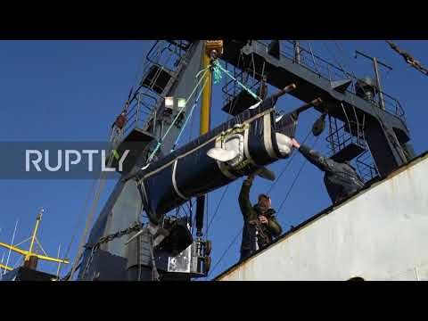 Russia: Operation to release remaining 'whale jail' belugas continues